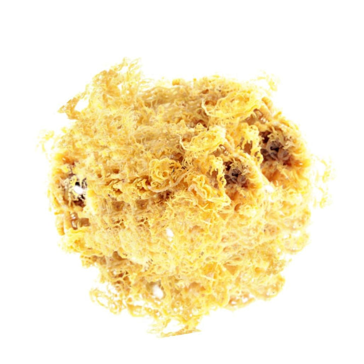 Crave Nutrients Wild-harvested St. Lucian Golden Sea Moss (100% Sun-Dried) - Go Natural 247