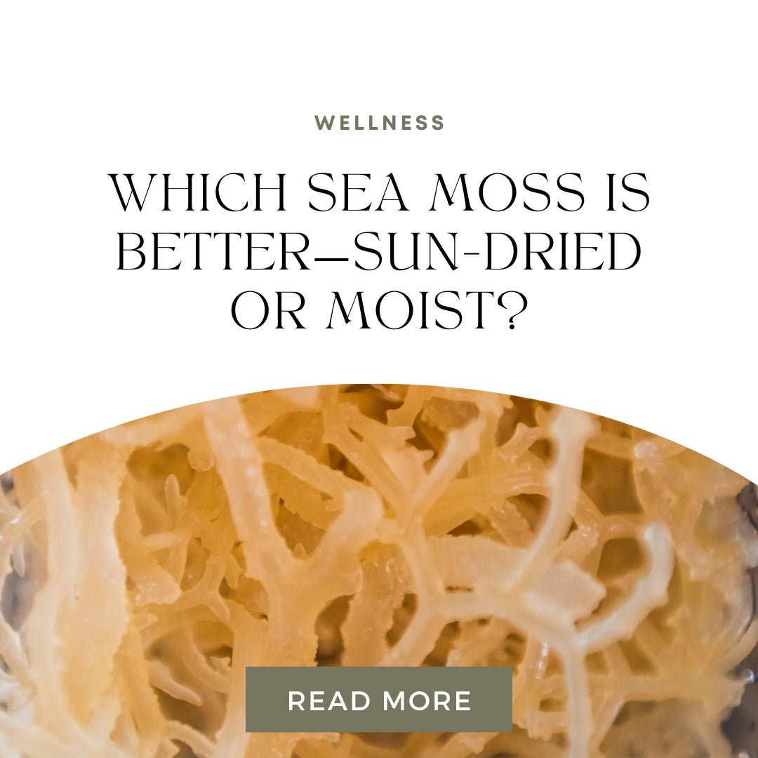 Which Sea Moss is Better—Sun-Dried or Moist? - Go Natural 247