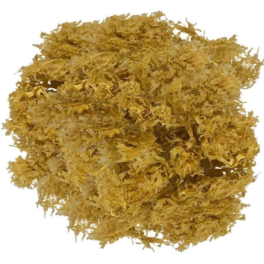 Crave Nutrients Wild-harvested Golden Irish Sea Moss (Chondrus Crispus) - Go Natural 247